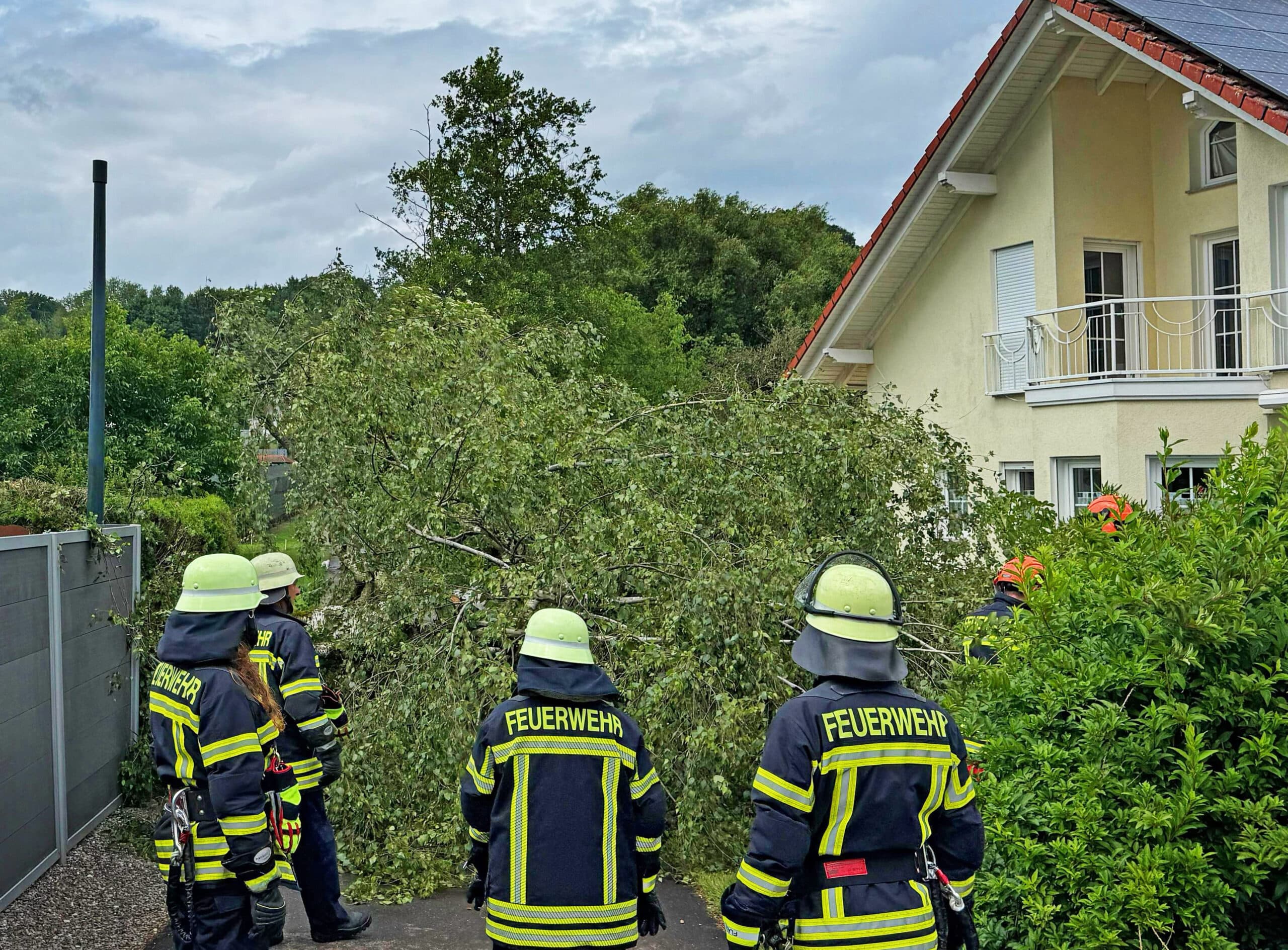 Baum über Straße